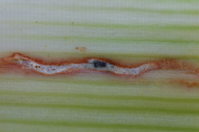 Mine de Napomyza sur fût de poireau avec développement de champignon entomopathogène